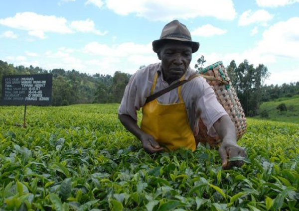 世界十大茶叶生产国排行榜，锡兰红茶闻名世界