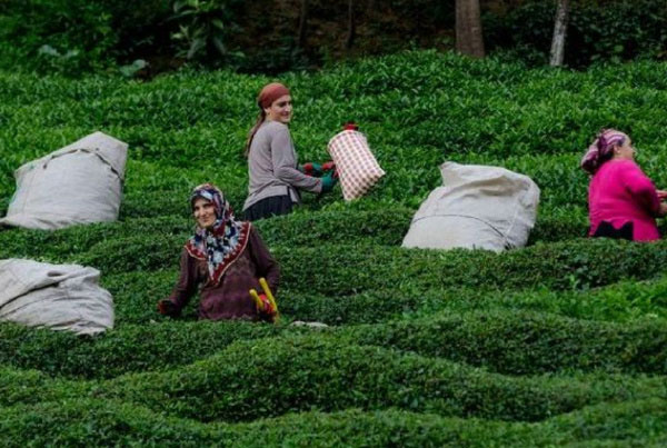 世界十大茶叶生产国排行榜，锡兰红茶闻名世界