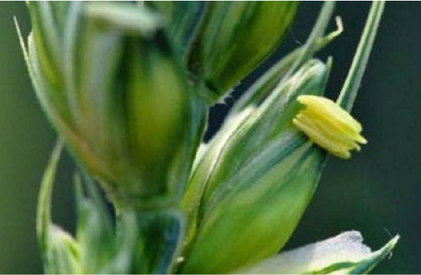 世界五大花期最短的花：小麦花的花期仅有五分钟