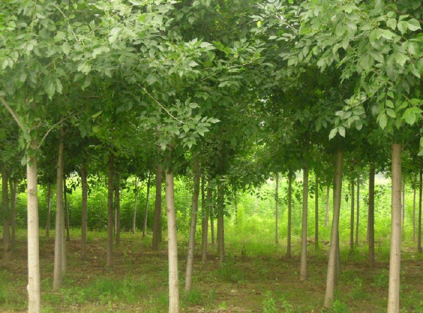 十大生长速度最快的树木排名，法国梧桐上榜