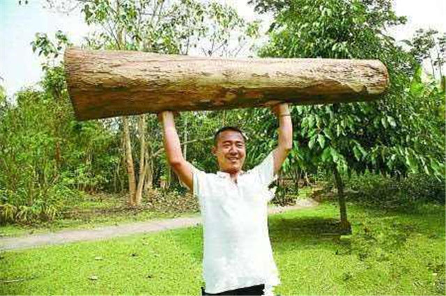 世界上生长最快的树，轻木一年能长5-6米