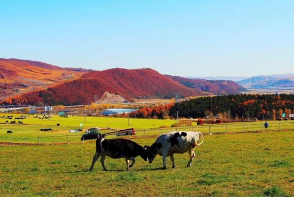 中国十大最美牧场：仙山牧场上榜，呼伦贝尔牧场第一