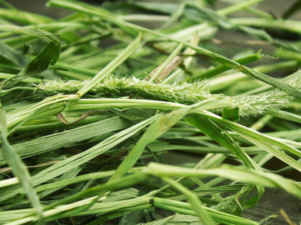 中国最好的十大牧草排名，黑麦草排第一名