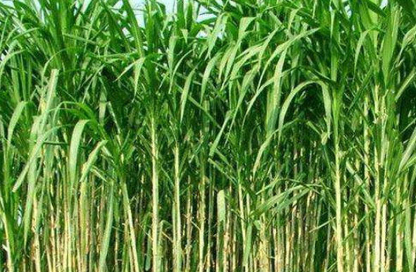 中国最好的十大牧草排名，黑麦草排第一名