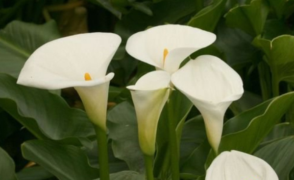 世界上最臭的十大植物，大王花以恶臭闻名