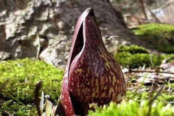 世界上最臭的十大植物，大王花以恶臭闻名