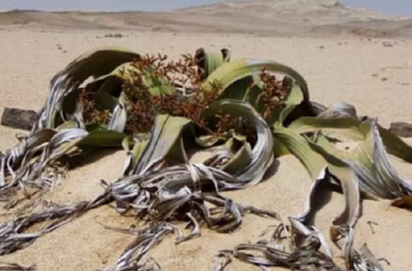 沙漠十大耐旱植物排行榜，胡杨排在第一名
