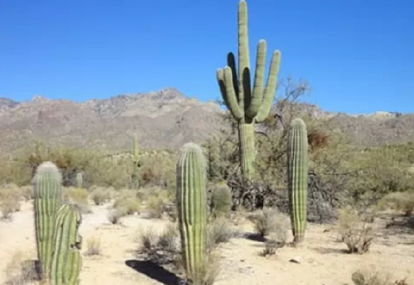 沙漠十大耐旱植物排行榜，胡杨排在第一名