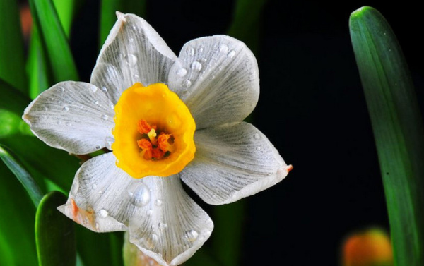 世界十大最耐寒的花排行榜，腊梅零下10℃照样开花