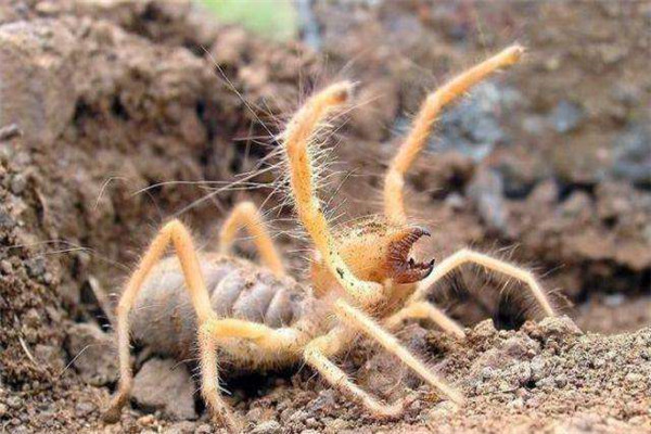 世界上最高学历的蜘蛛：骆驼蜘蛛聪明在哪里