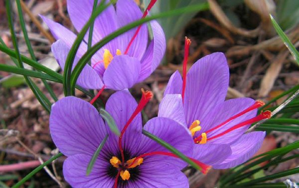 十大稀有植物药材排行榜：雪莲花和藏红花位列前两名