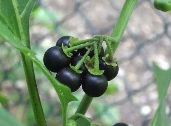 世界十大剧毒植物排行榜：乌头第二，念珠豌豆排第一