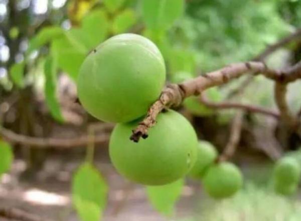 世界十大剧毒植物排行榜：乌头第二，念珠豌豆排第一