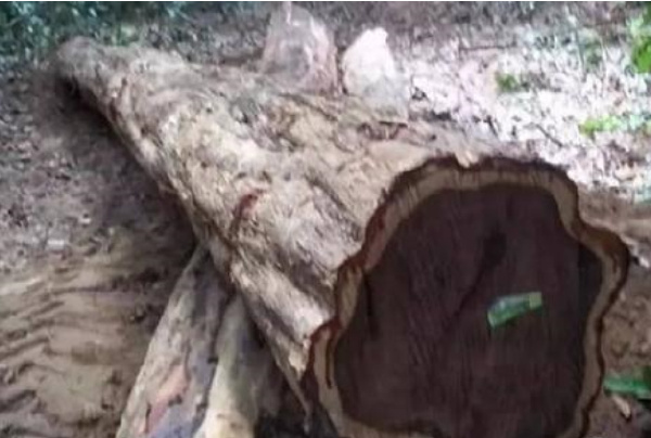 世界十大最坚硬的木材排行榜：白坚木为斧头终结者