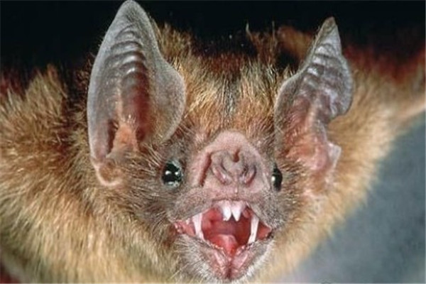 世界十大吸血动物：吸血蝙蝠上榜，蚂蟥居第一位