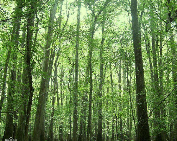 国家一级保护树木排行榜：银杉上榜，水杉第一名