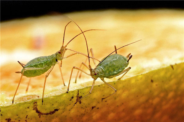 世界上繁殖最快的昆虫：蚜虫一年可繁殖30代