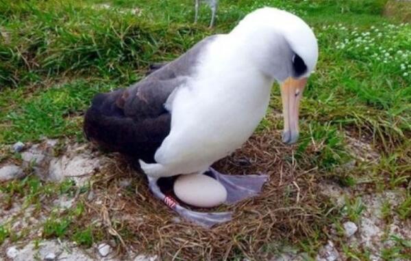 世界上最老的海鸟：68岁信天翁再次当妈