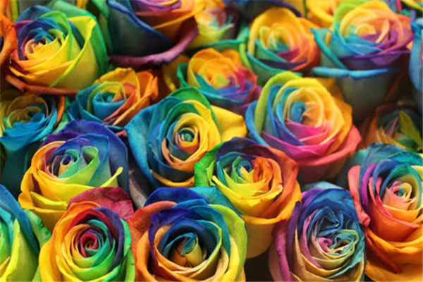 世界三大玫瑰分别叫什么：绿薄荷、彩虹玫瑰和冰雪皇后