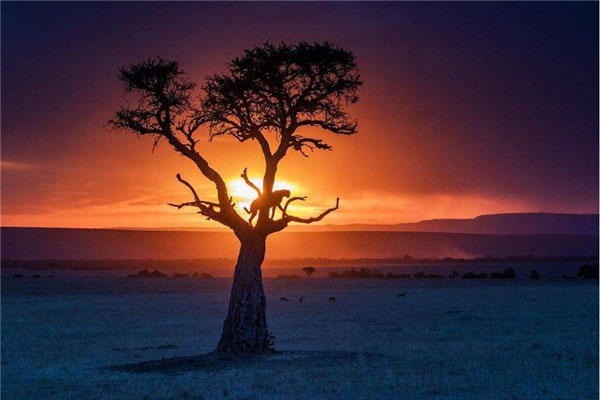世界上十大神奇的树：胡杨树生命力特顽强