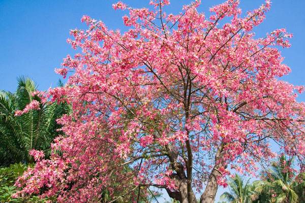 世界上十大神奇的树：胡杨树生命力特顽强