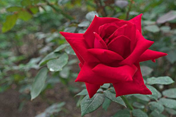 世界上十种最美的花：玫瑰花上榜，牡丹花居首