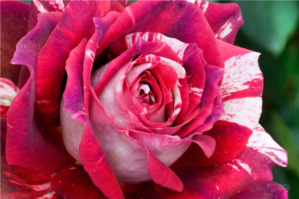 世界上十种最美的玫瑰花，你认识哪几种？