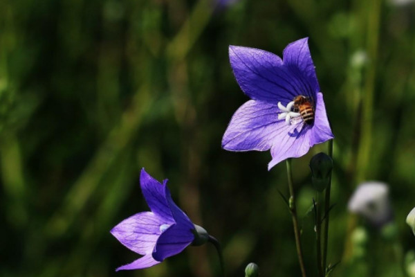 世界上最高冷的花朵排名，蓝雪花高居榜首