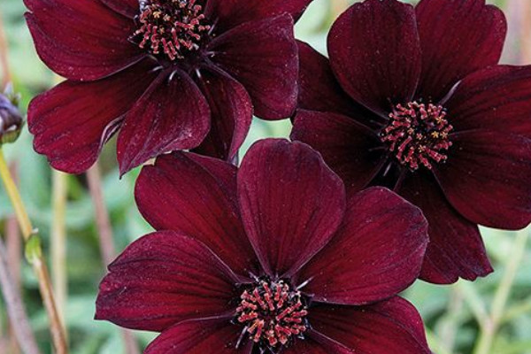 世界10大罕见的花：天山雪莲和鬼兰均上榜