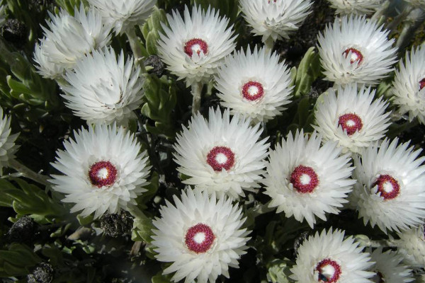 世界10大罕见的花：天山雪莲和鬼兰均上榜