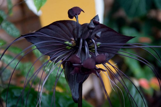 世界上最妖孽花的花语：黑百合寓意诅咒和孤傲