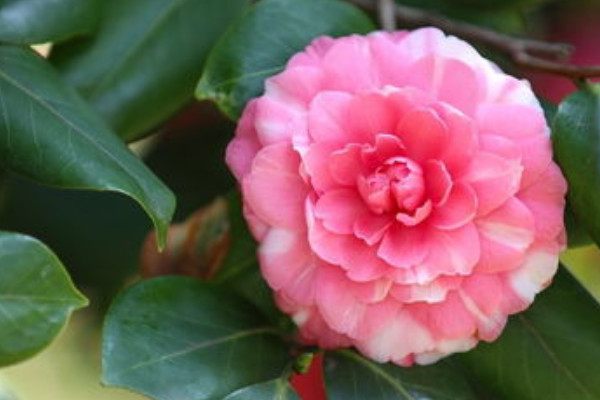 冬天十种最美的花：腊梅高居第一名