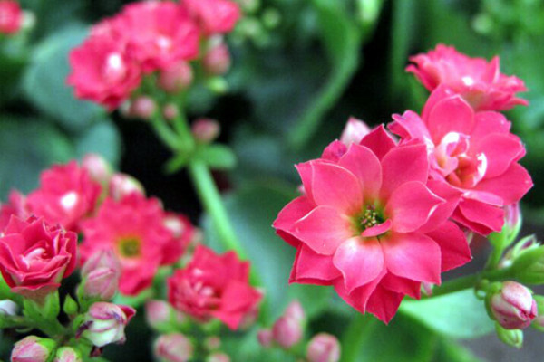 冬天十种最美的花：腊梅高居第一名