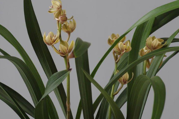 最名贵的10种兰花图片，莲瓣兰排在第一名