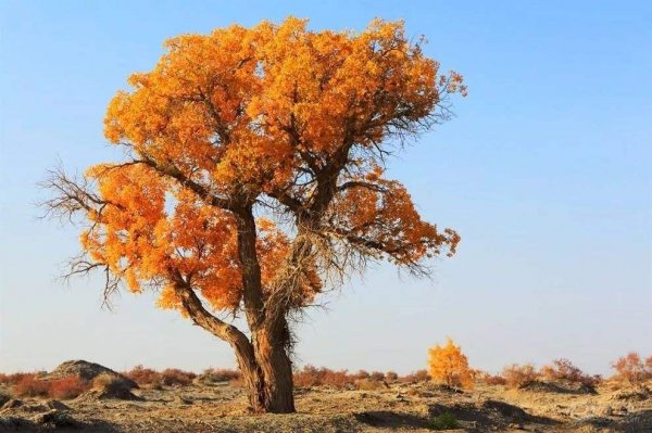 世界上最悲壮的树：胡杨树千年不死不倒不朽
