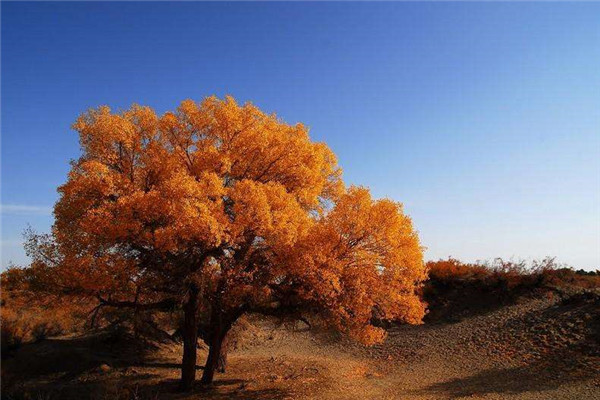 世界上最悲壮的树：胡杨树千年不死不倒不朽
