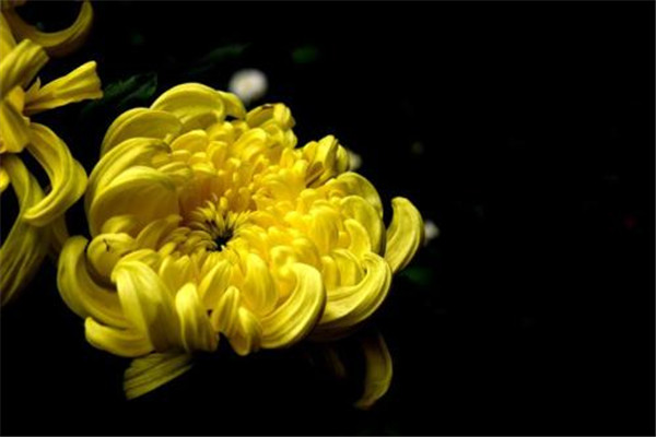 世界上最纯洁的花，菊花代表坚贞不屈的精神