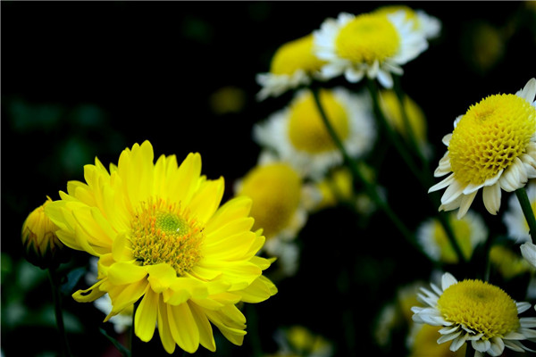世界上最纯洁的花，菊花代表坚贞不屈的精神