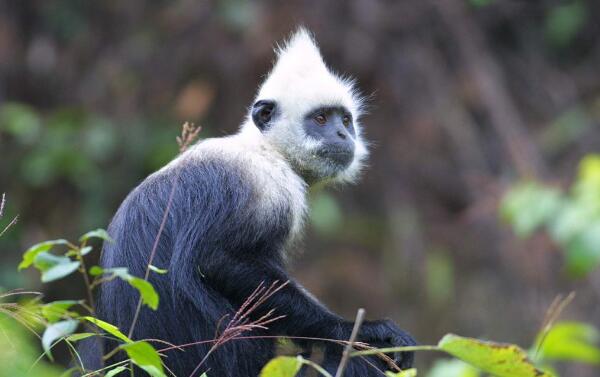 世界上最稀有的猴子：白头叶猴仅有800只