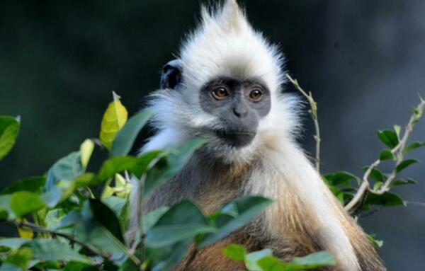 世界上最稀有的猴子：白头叶猴仅有800只