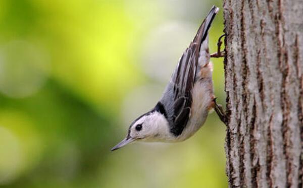 世界上唯一能头向下爬树的鸟——白胸鳾体长15.5厘米
