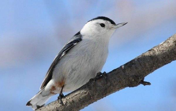 世界上唯一能头向下爬树的鸟——白胸鳾体长15.5厘米