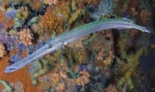 世界上身体最奇特的鱼：斑点管口鱼像根软水管