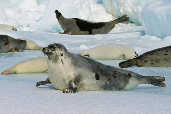 世界上最萌的海豹：竖琴海豹体长1.7米