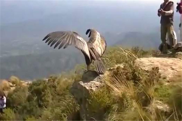 世界上最大的飞行动物：安第斯神鹰体长可达1.3米