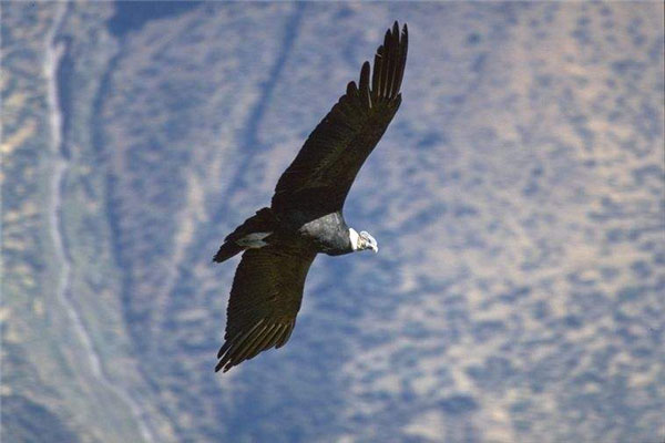 世界上最大的飞行动物：安第斯神鹰体长可达1.3米