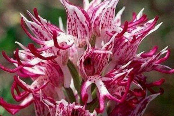 世界上最令人感到害羞的花朵：红门兰“裸男花”