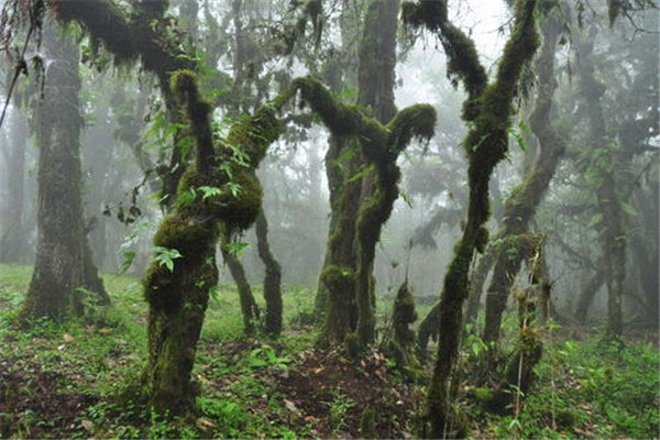 世界上最古老的原始森林：克拉阔克松德生态圈