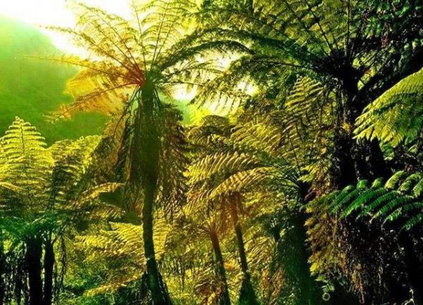 世界上最古老的植物：桫椤比恐龙还早1.5亿年