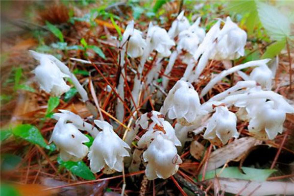 世界上最罕见的花，幽灵兰花非常珍稀